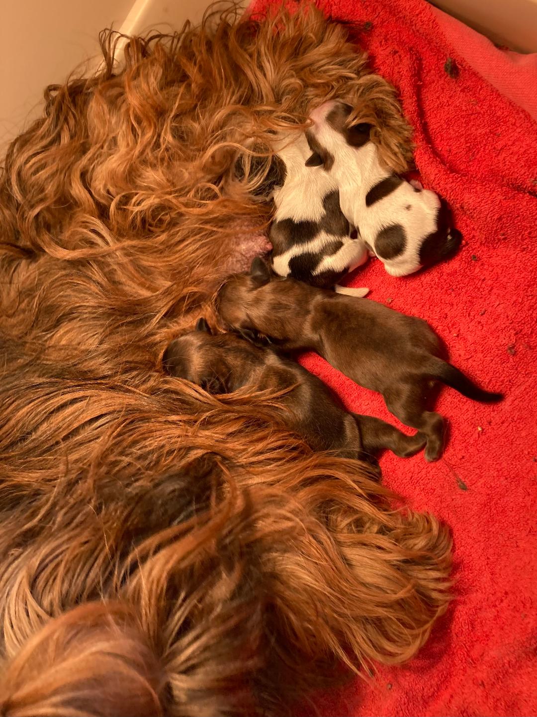 2026bbshougroupenaiss2